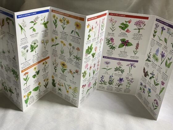 Field Guide:  Trees and Wildflowers - Image 3
