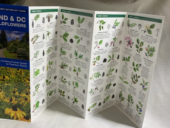 Field Guide:  Trees and Wildflowers - Image 2